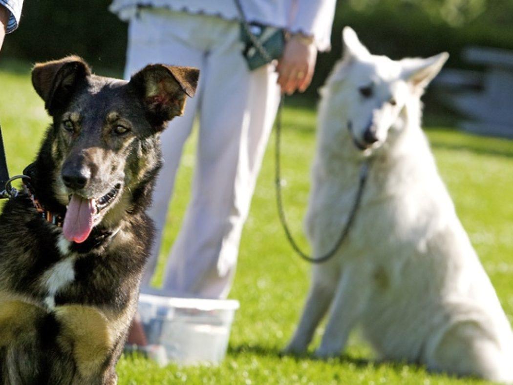 Twee honden tijdens hondencursus