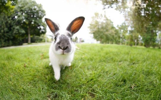 iStock