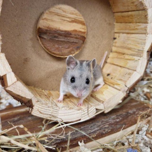 Hamsters op Ik Zoek Baas