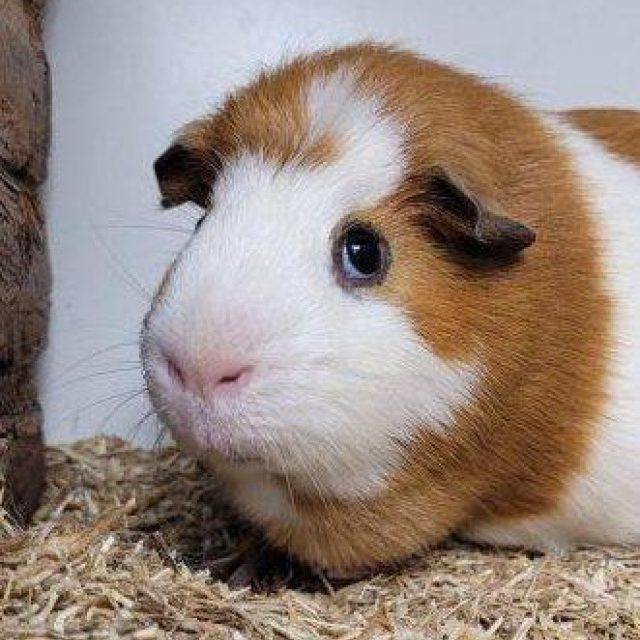 Cavia's op Ik Zoek Baas