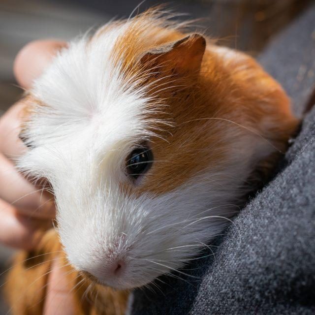 Zorgen voor cavia's