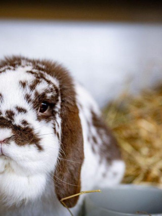 Adopteer een konijn uit het asiel
