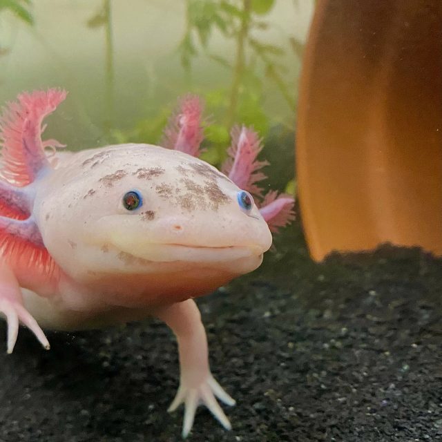 Axolotl