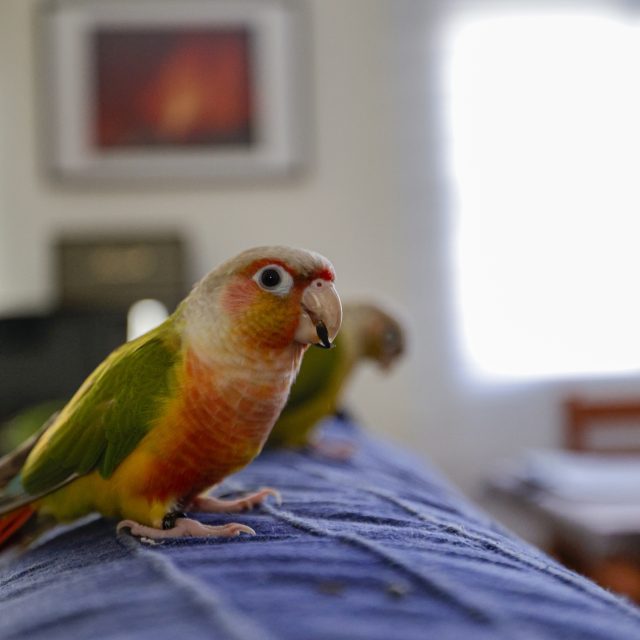 Vogels