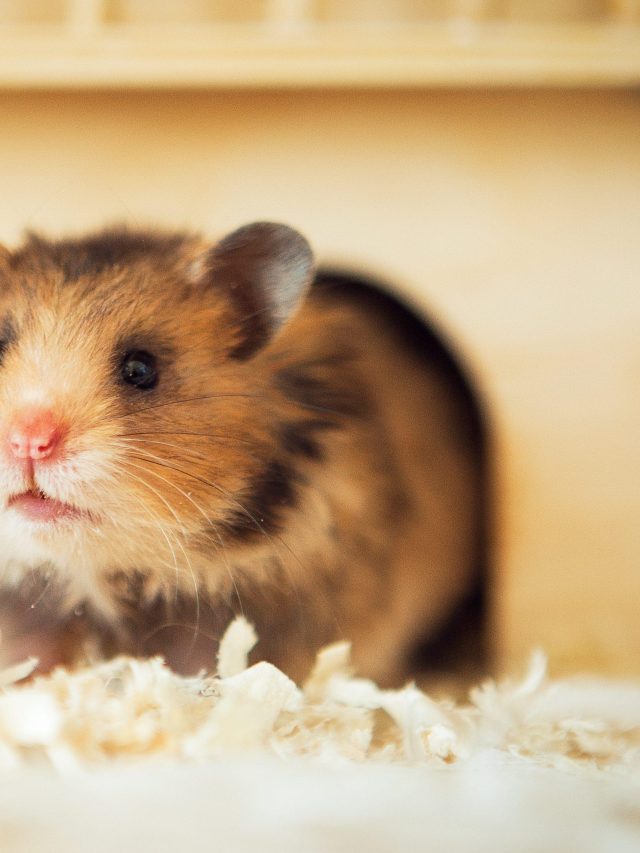 Zorgen voor hamsters