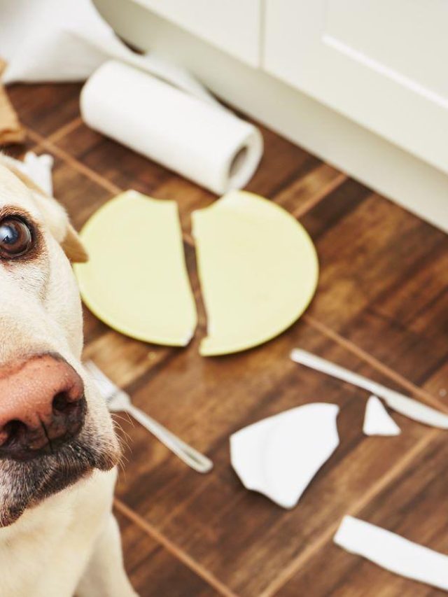 Wat kost een hond?