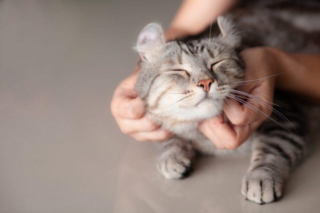 Zorgen voor katten