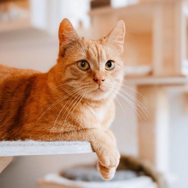 Kat of kitten