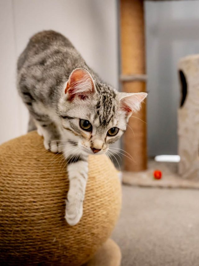 Kittens adopteren of kopen