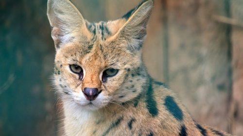 Serval - bijzonder huisdier