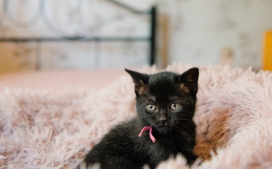 Kittenpoes3