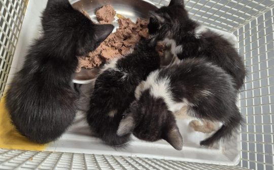 Lilly en kittens