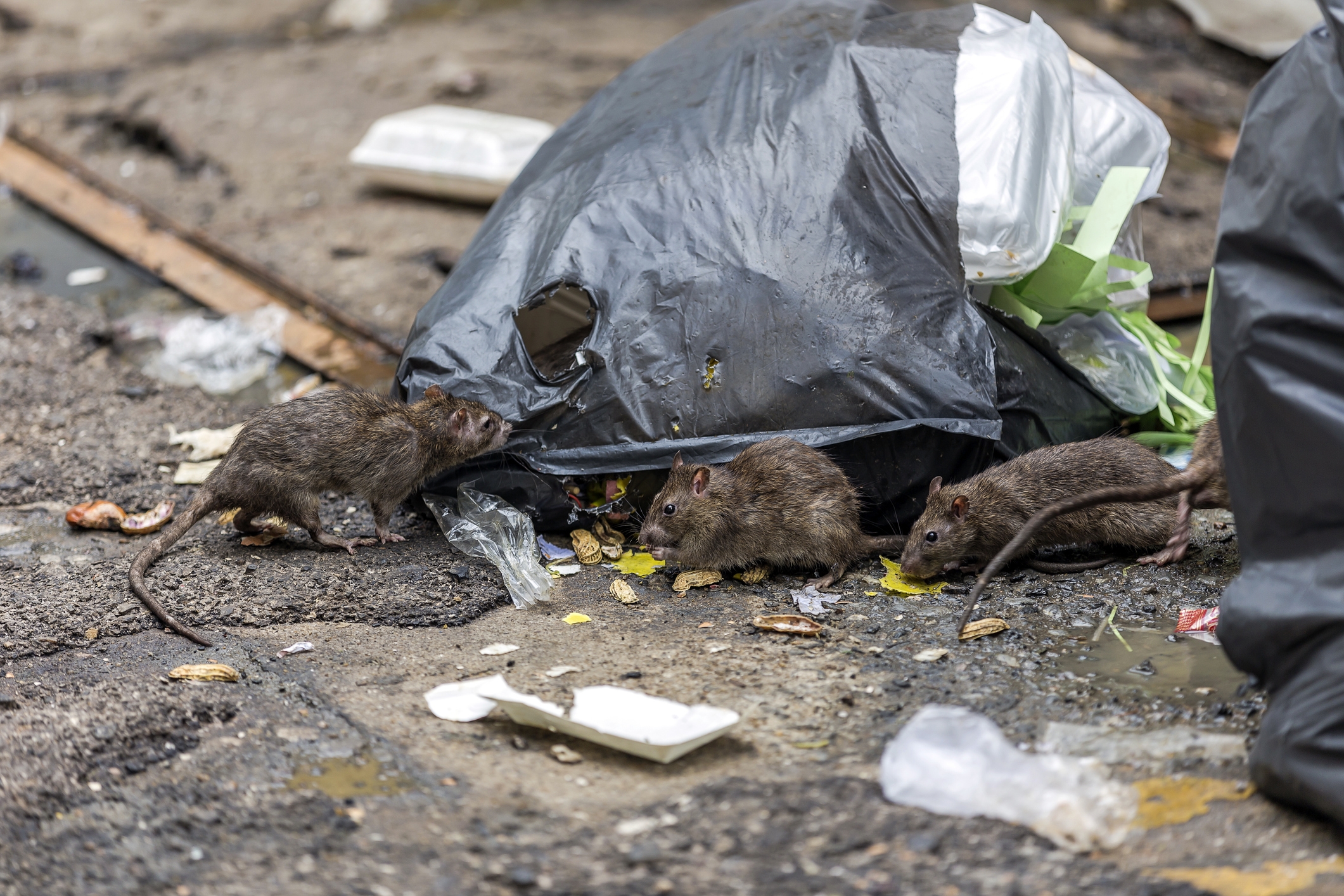 Wilde ratten bij een vuilniszak