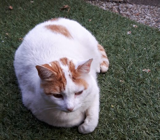 Cesar