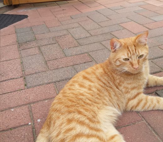 Ginger
