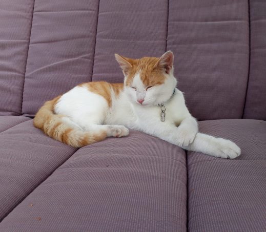 Koos