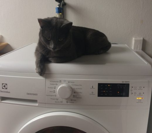 Muis