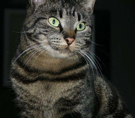 Frieda