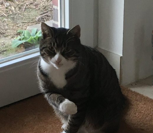 Tijger