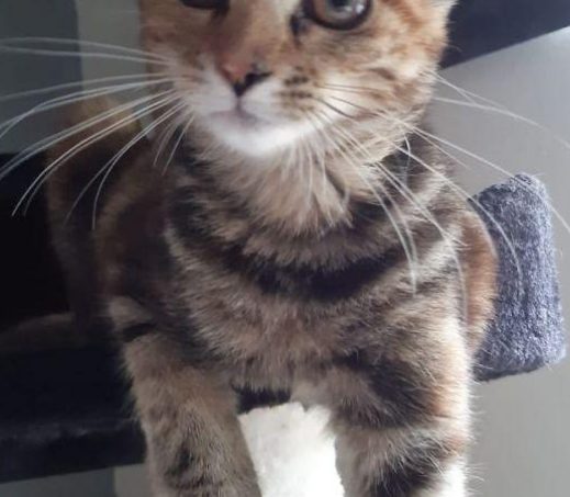 yuki