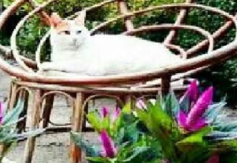 1562343766 tuin 2
