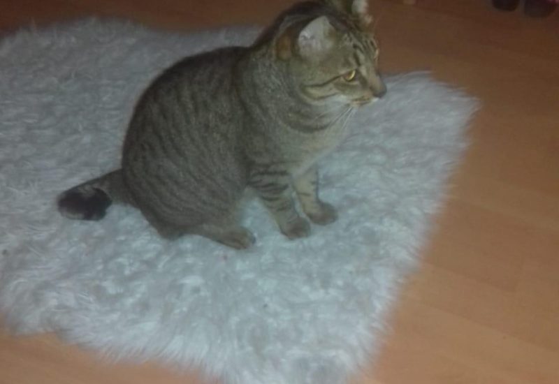 IMG 20180919 WA0033