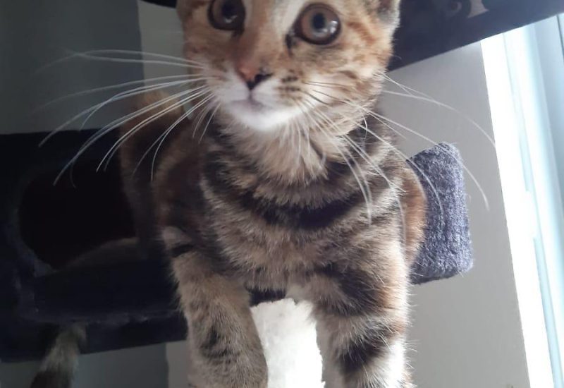 Yuki