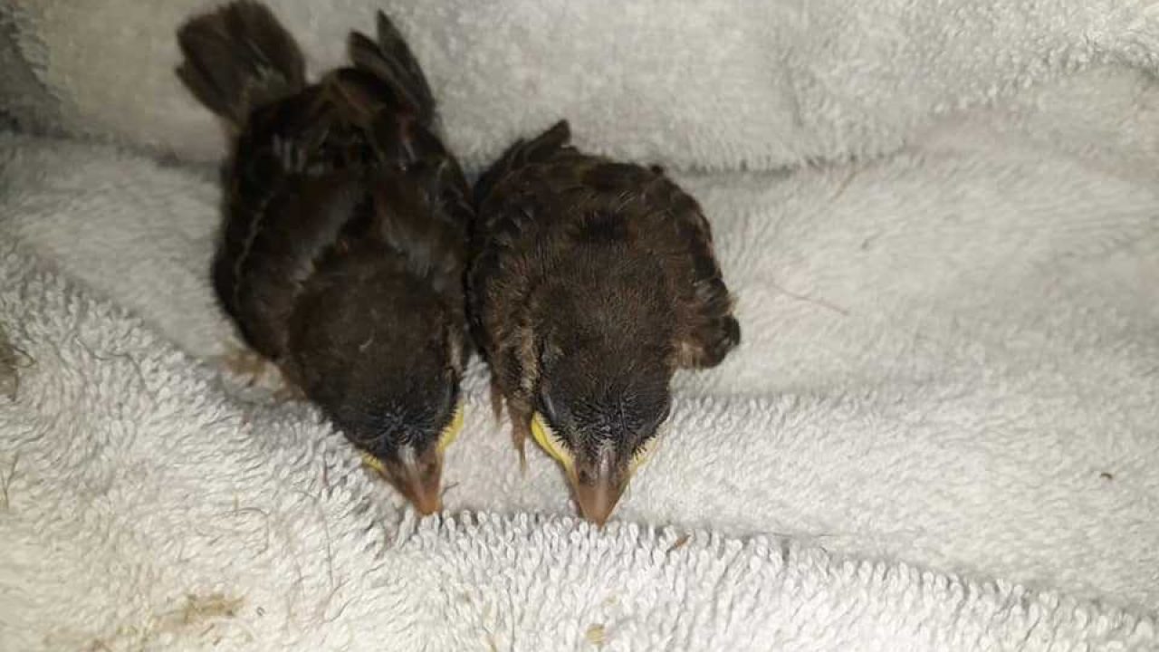 Zwerfafval is levensgevaarlijk voor dieren!