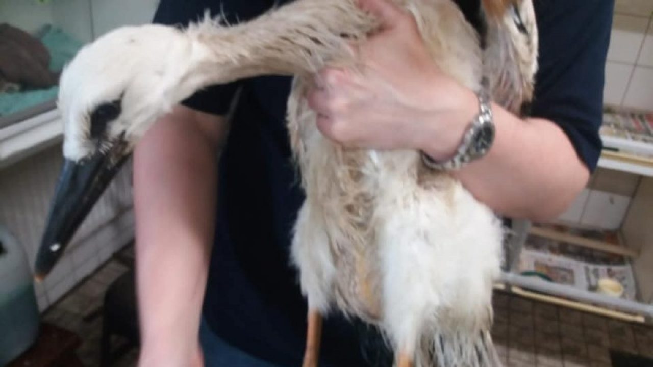 Ooievaarsjong dood door afval
