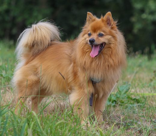 Pommie
