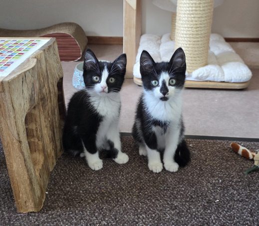 kittens in gastgezin Bernine (omgeving Apeldoorn)