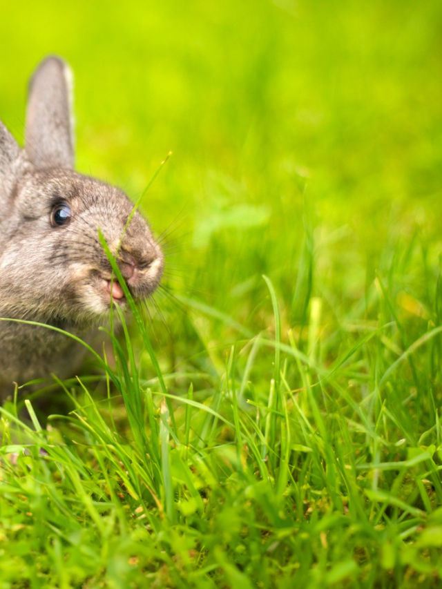 Konijn istock grass