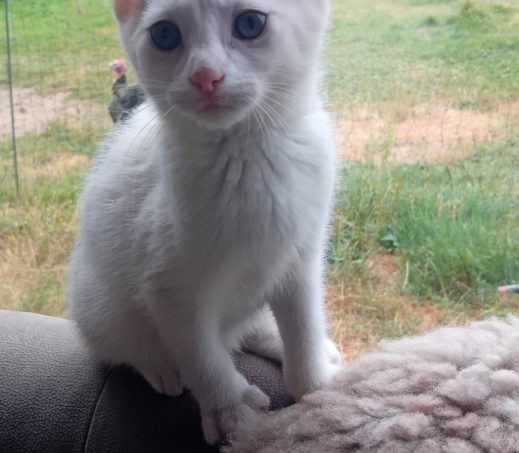 1x kitten omgeving Doetinchem