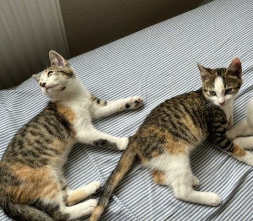 2x kitten in gastgezin Stefanie (omgeving Deventer)