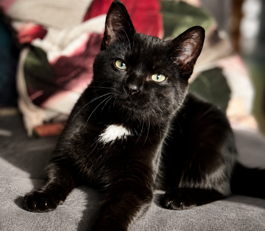 3x kittens in gastgezin Wim (omgeving Apeldoorn)