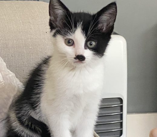 5x kittens in gastgezin Annemarie (omgeving Apeldoorn)