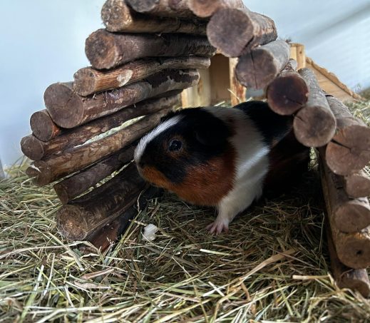 Cavia Ardennen