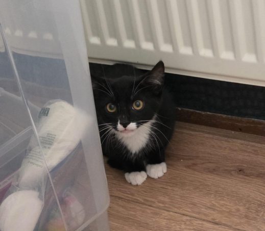 3x kittens in gastgezin Jacomien (omgeving Zutphen)