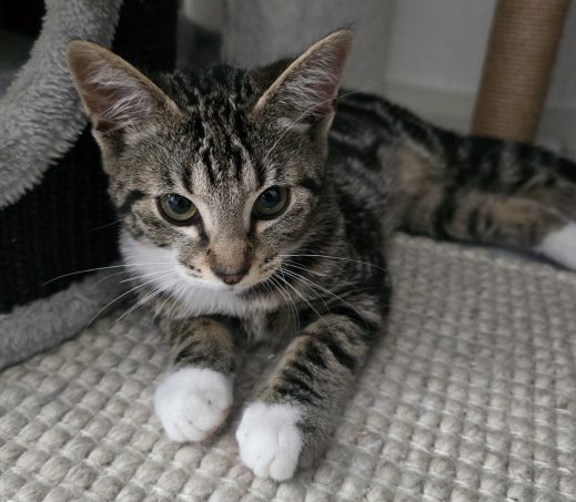 4x Kittens in gastgezin Samantha (omgeving Apeldoorn)