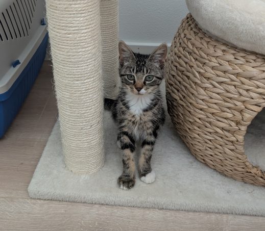 3 x kittens in gastgezin Diana (omgeving Deventer)