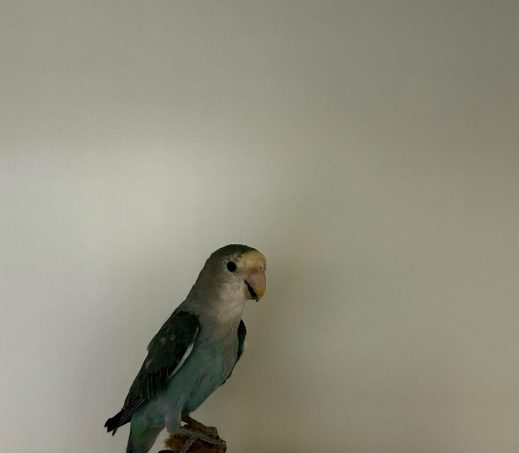 Agapornis Huggin
