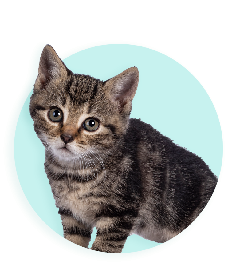 DB KITTEN 885x1005 01