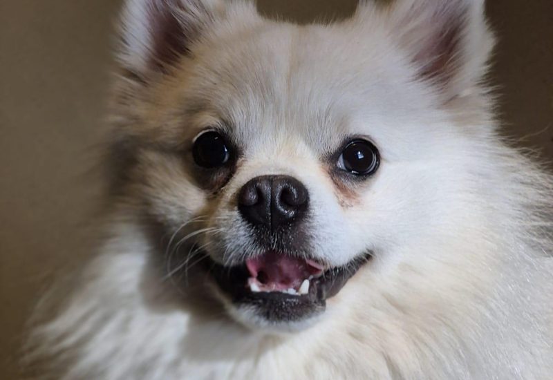 1192662 Teddy 12