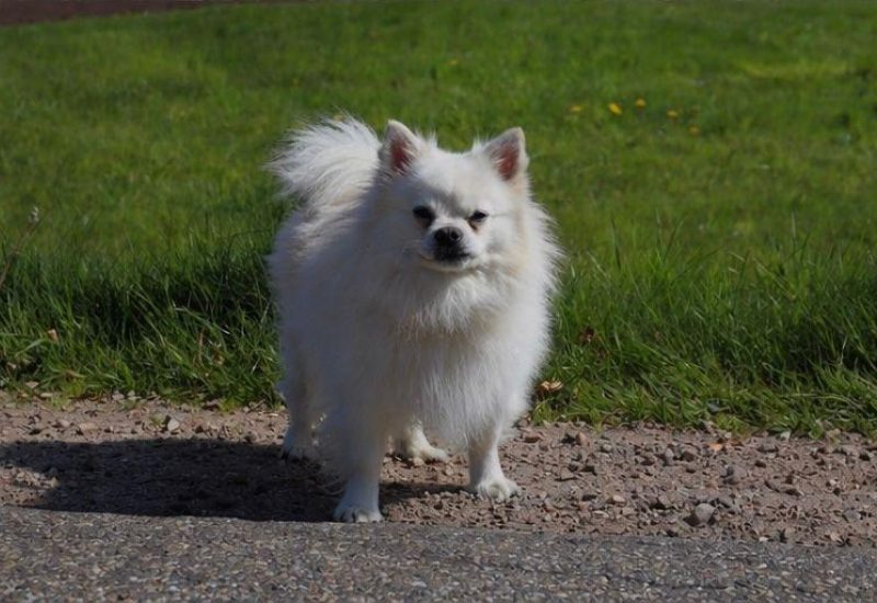 1192662 teddy 2