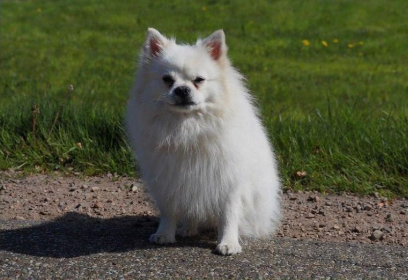 1192662 teddy 3