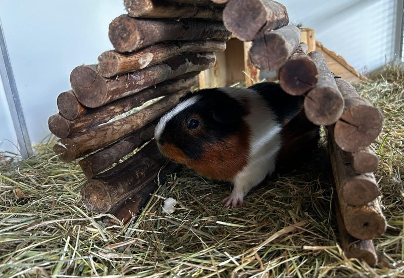 1196802 Cavia Ardennen