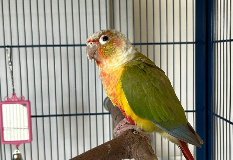 1198196 Pyrhurra Fristy 4