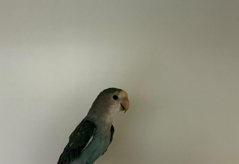 1198543 agapornis huggin 2