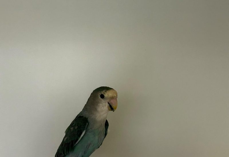 1198543 agapornis huggin