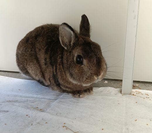 Pluis